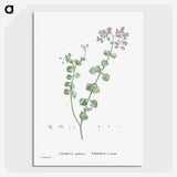 1-73_Histoire-des-Plantes-Grasses_picture-crop
