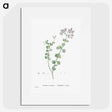 1-73_Histoire-des-Plantes-Grasses_picture