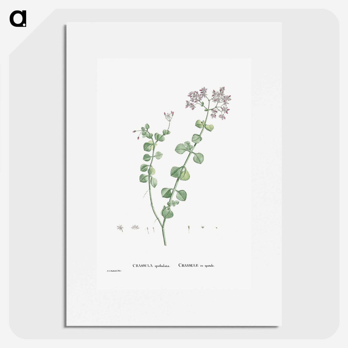 1-73_Histoire-des-Plantes-Grasses_picture