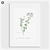 1-73_Histoire-des-Plantes-Grasses_picture