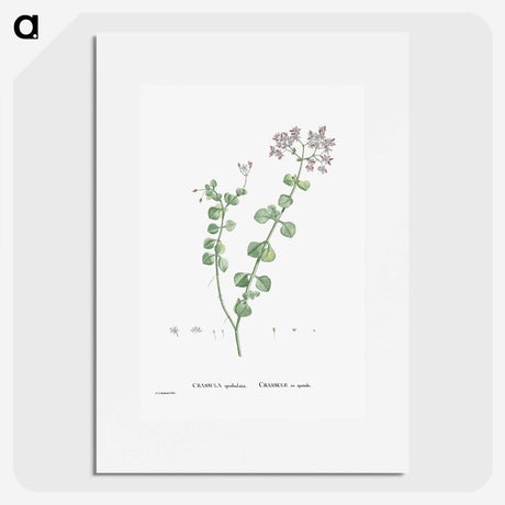 1-73_Histoire-des-Plantes-Grasses_picture