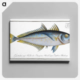 1-73_Ichtyologie-ou-Histoire-naturelle_canvas