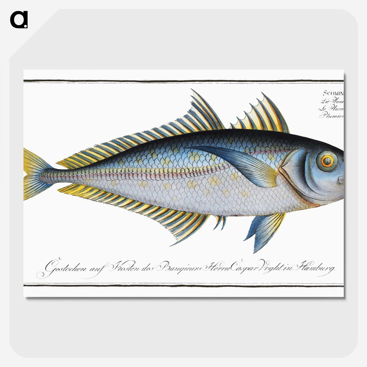 1-73_Ichtyologie-ou-Histoire-naturelle_picture-crop