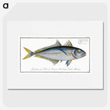 1-73_Ichtyologie-ou-Histoire-naturelle_picture
