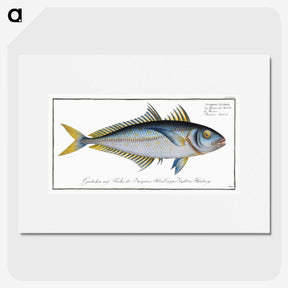1-73_Ichtyologie-ou-Histoire-naturelle_picture