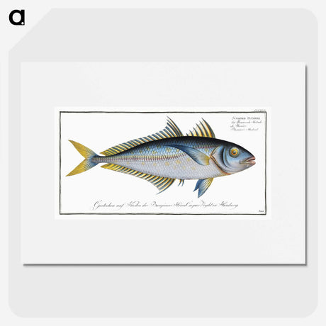 1-73_Ichtyologie-ou-Histoire-naturelle_picture
