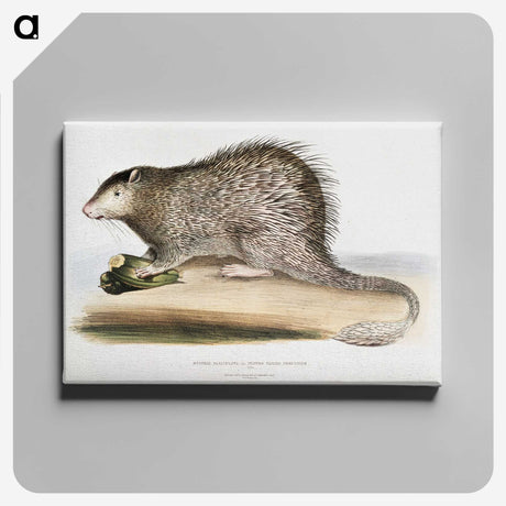 1-73_Indian-Zoology_canvas