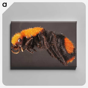 1-73_Insects-Unlocked-Project_canvas