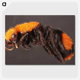 1-73_Insects-Unlocked-Project_picture-crop