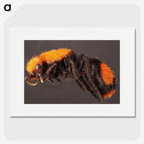 1-73_Insects-Unlocked-Project_picture