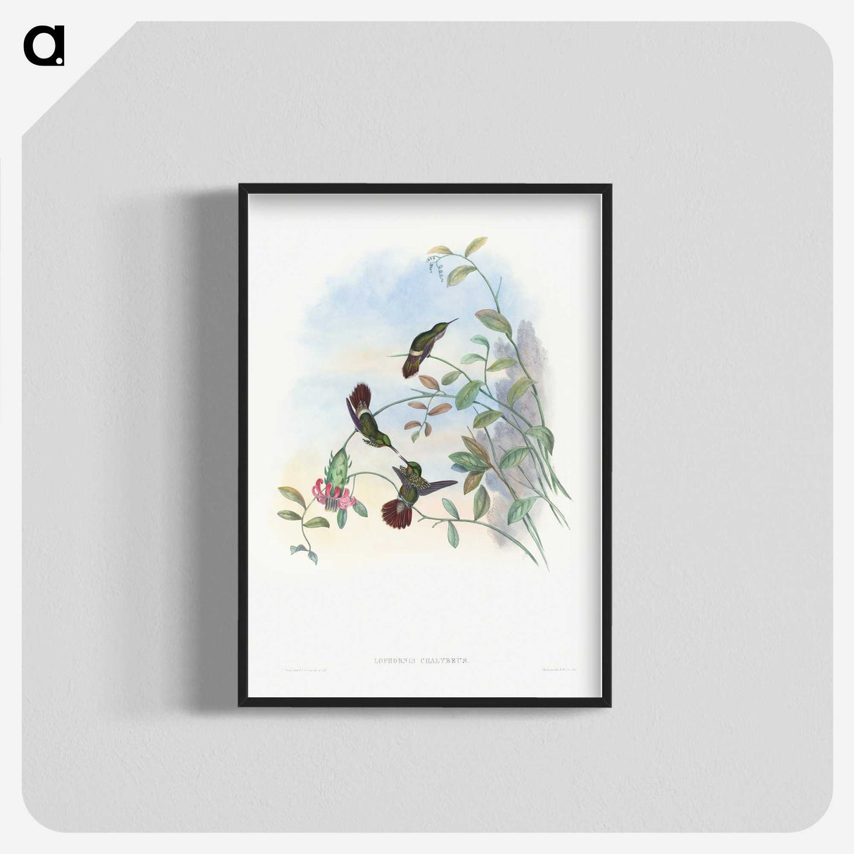 1-73_John-Gould_blk-crop