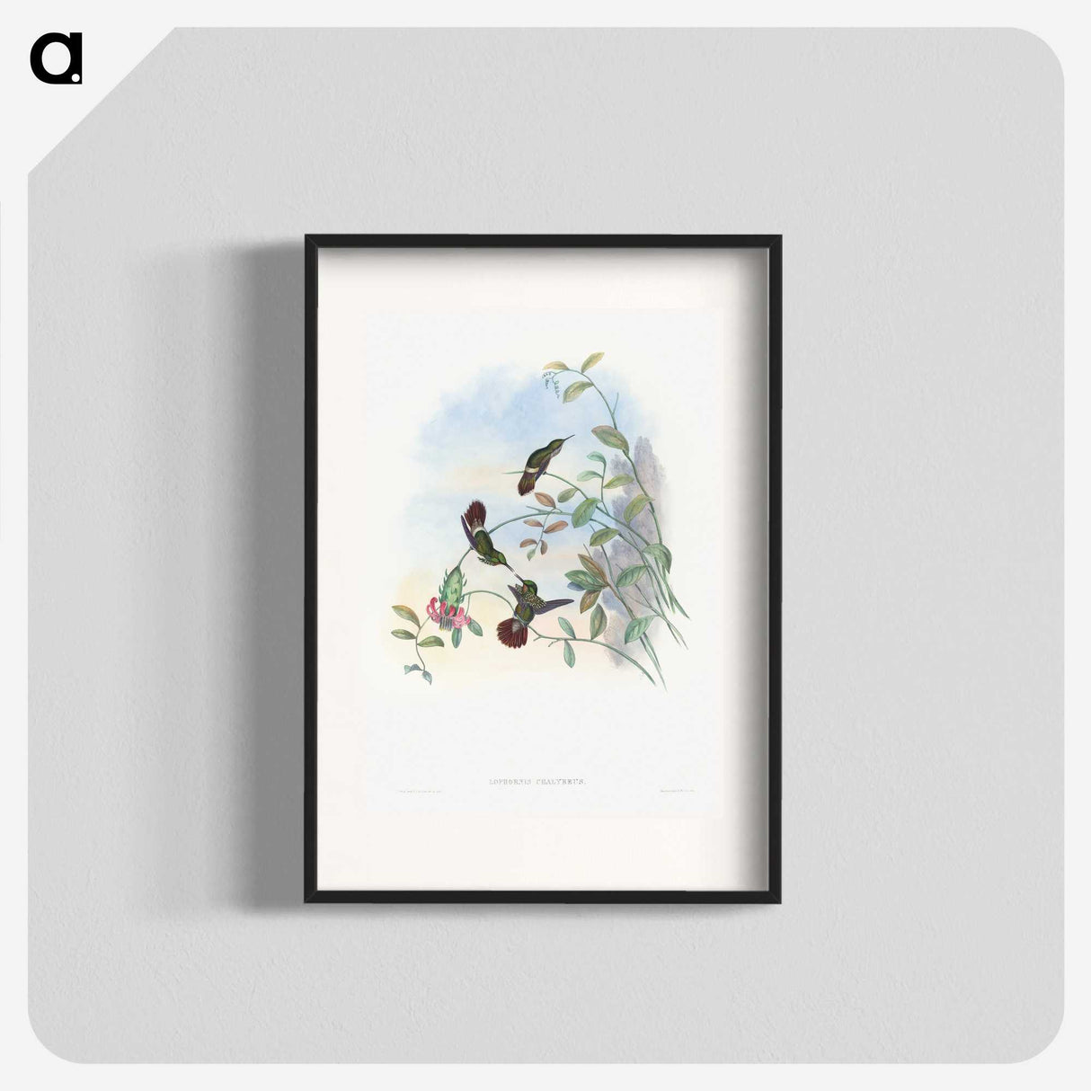 1-73_John-Gould_blk