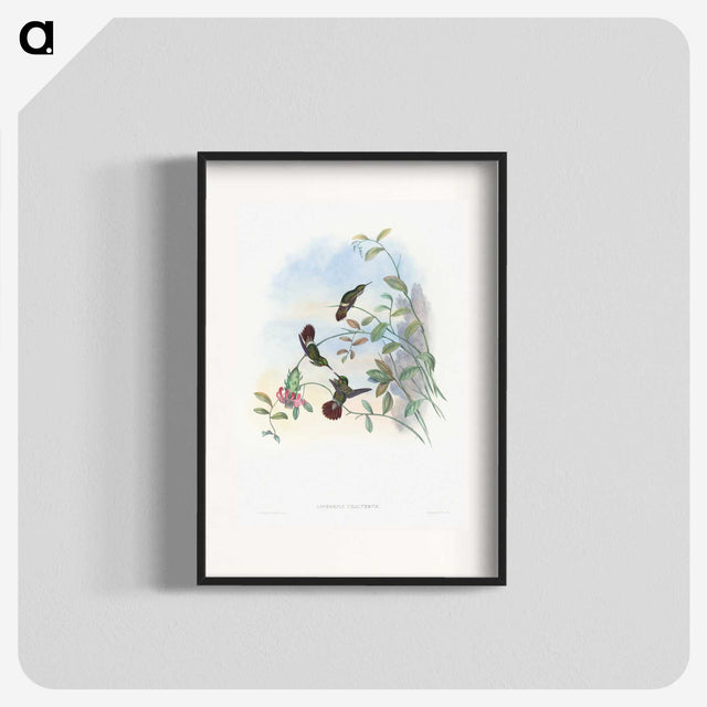 1-73_John-Gould_blk