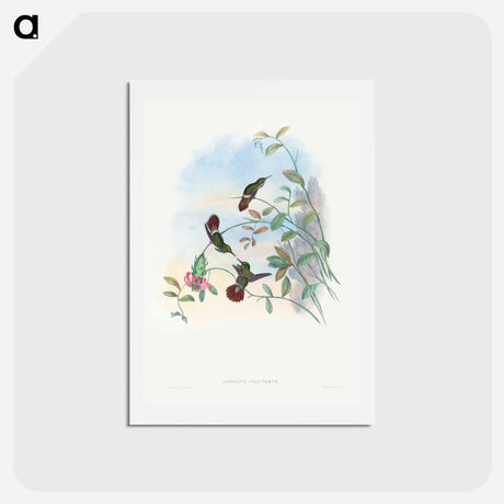 アートポストカード-Festive Coquette
 - ジョン グールド Postcard.