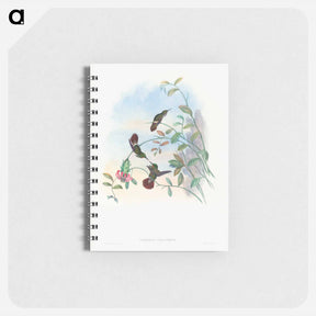 アートメモ帳-Festive Coquette
 - ジョン グールド Memo.
