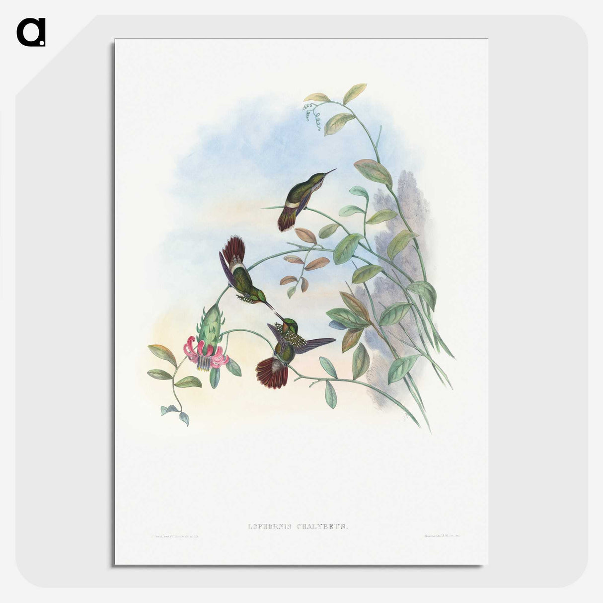 1-73_John-Gould_picture-crop
