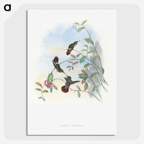 1-73_John-Gould_picture-crop