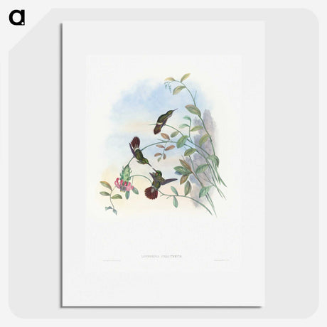 1-73_John-Gould_picture