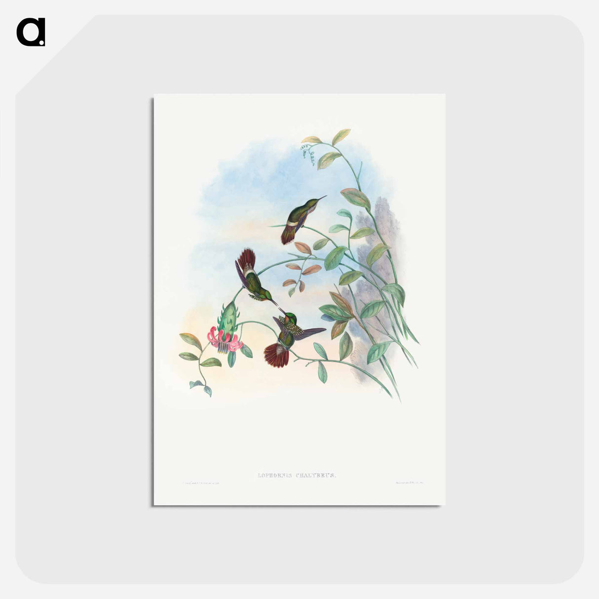 アートポストカード-Festive Coquette
 - ジョン グールド Postcard.