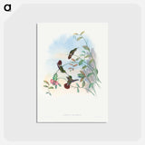 アートポストカード-Festive Coquette
 - ジョン グールド Postcard.