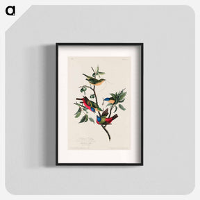 アートポスター-Painted Finch
 - ジョン ジェームス オーデュボン Poster.