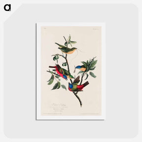 アートポストカード-Painted Finch
 - ジョン ジェームス オーデュボン Postcard.