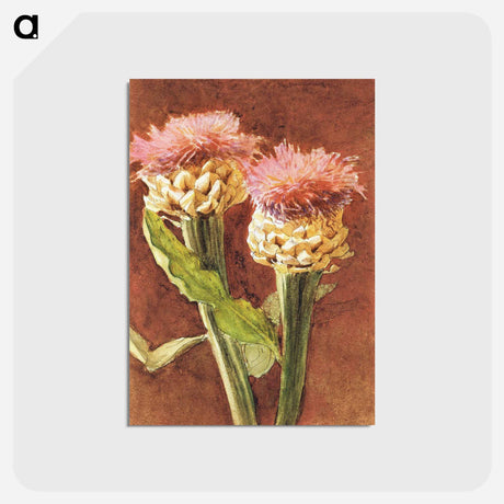 アートポストカード-Thistle - ジョン シンガー サージェント Postcard.