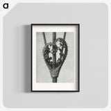 1-73_Karl-Blossfeldt_blk