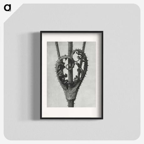 1-73_Karl-Blossfeldt_blk