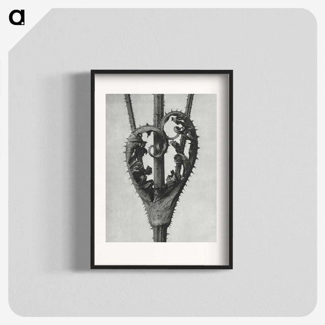 1-73_Karl-Blossfeldt_blk