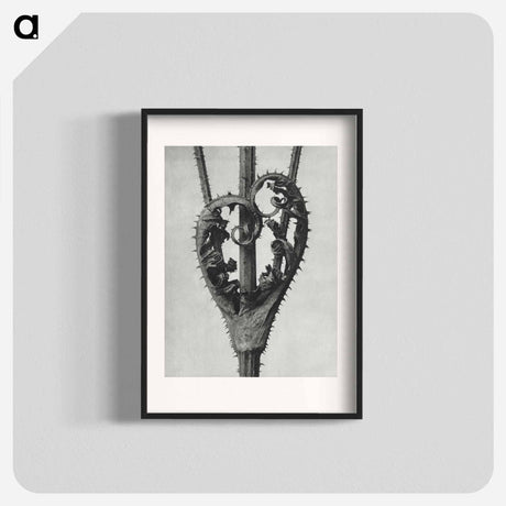 アートポスター-Dipsacus Laciniatus (Cutleaf Teasel) - カール ブロスフェルト Poster.