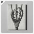 1-73_Karl-Blossfeldt_canvas