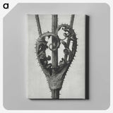 1-73_Karl-Blossfeldt_canvas