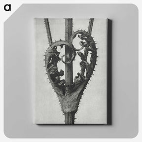 1-73_Karl-Blossfeldt_canvas
