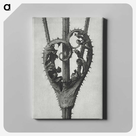 1-73_Karl-Blossfeldt_canvas