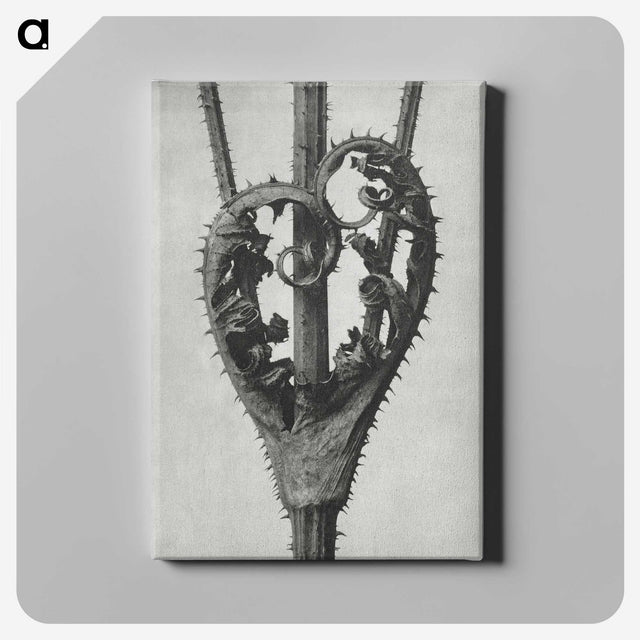 1-73_Karl-Blossfeldt_canvas