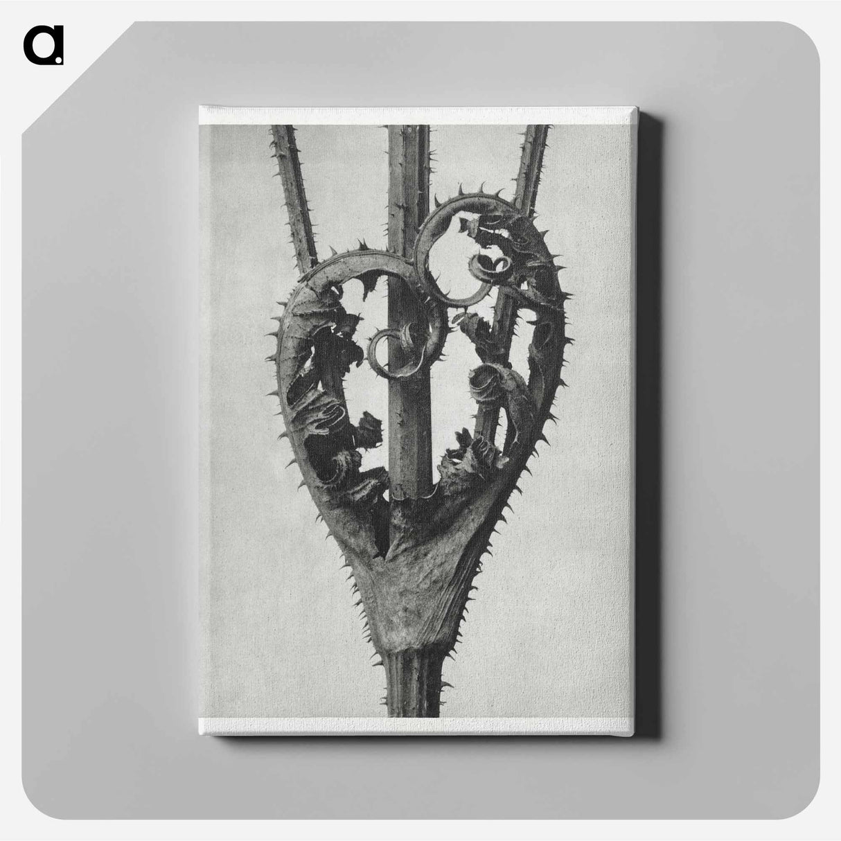 Dipsacus Laciniatus (Cutleaf Teasel) - Karl Blossfeldt Canvas.