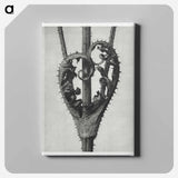 Dipsacus Laciniatus (Cutleaf Teasel) - Karl Blossfeldt Canvas.