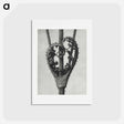 アートポストカード-Dipsacus Laciniatus (Cutleaf Teasel) - カール ブロスフェルト Postcard.