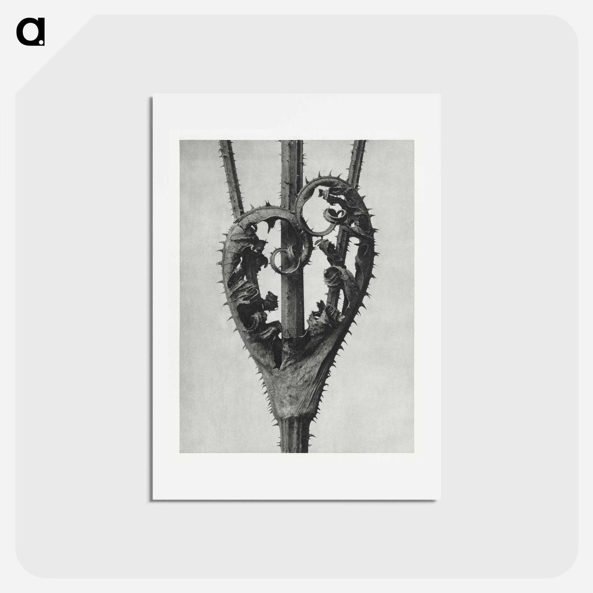 アートポストカード-Dipsacus Laciniatus (Cutleaf Teasel) - カール ブロスフェルト Postcard.