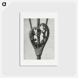 アートポストカード-Dipsacus Laciniatus (Cutleaf Teasel) - カール ブロスフェルト Postcard.