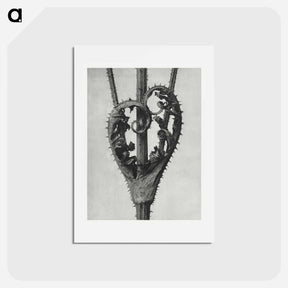 アートポストカード-Dipsacus Laciniatus (Cutleaf Teasel) - カール ブロスフェルト Postcard.