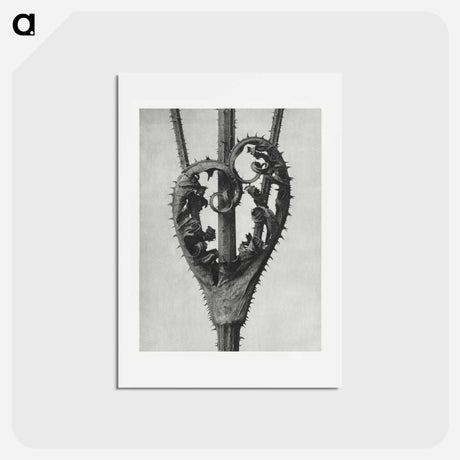 アートポストカード-Dipsacus Laciniatus (Cutleaf Teasel) - カール ブロスフェルト Postcard.