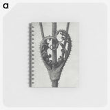1-73_Karl-Blossfeldt_memo