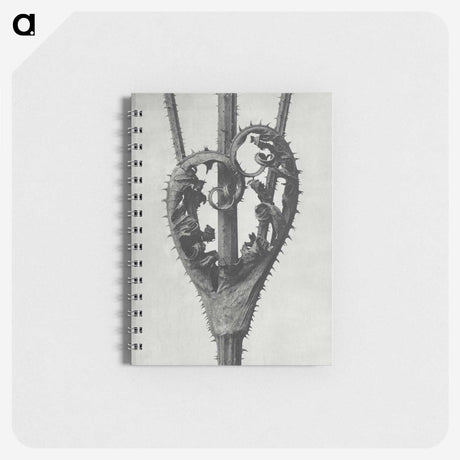 1-73_Karl-Blossfeldt_memo