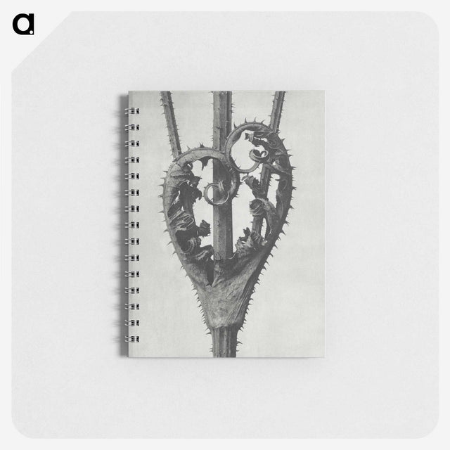 1-73_Karl-Blossfeldt_memo