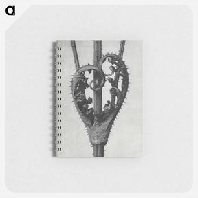アートメモ帳-Dipsacus Laciniatus (Cutleaf Teasel) - カール ブロスフェルト Memo.