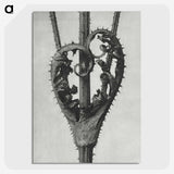 1-73_Karl-Blossfeldt_picture-crop