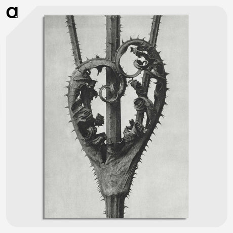 1-73_Karl-Blossfeldt_picture-crop