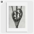 1-73_Karl-Blossfeldt_picture